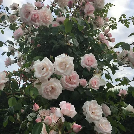 Des Anges Отель типа 