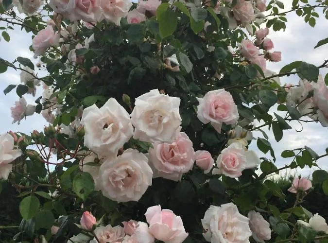 Des Anges 住宿加早餐酒店